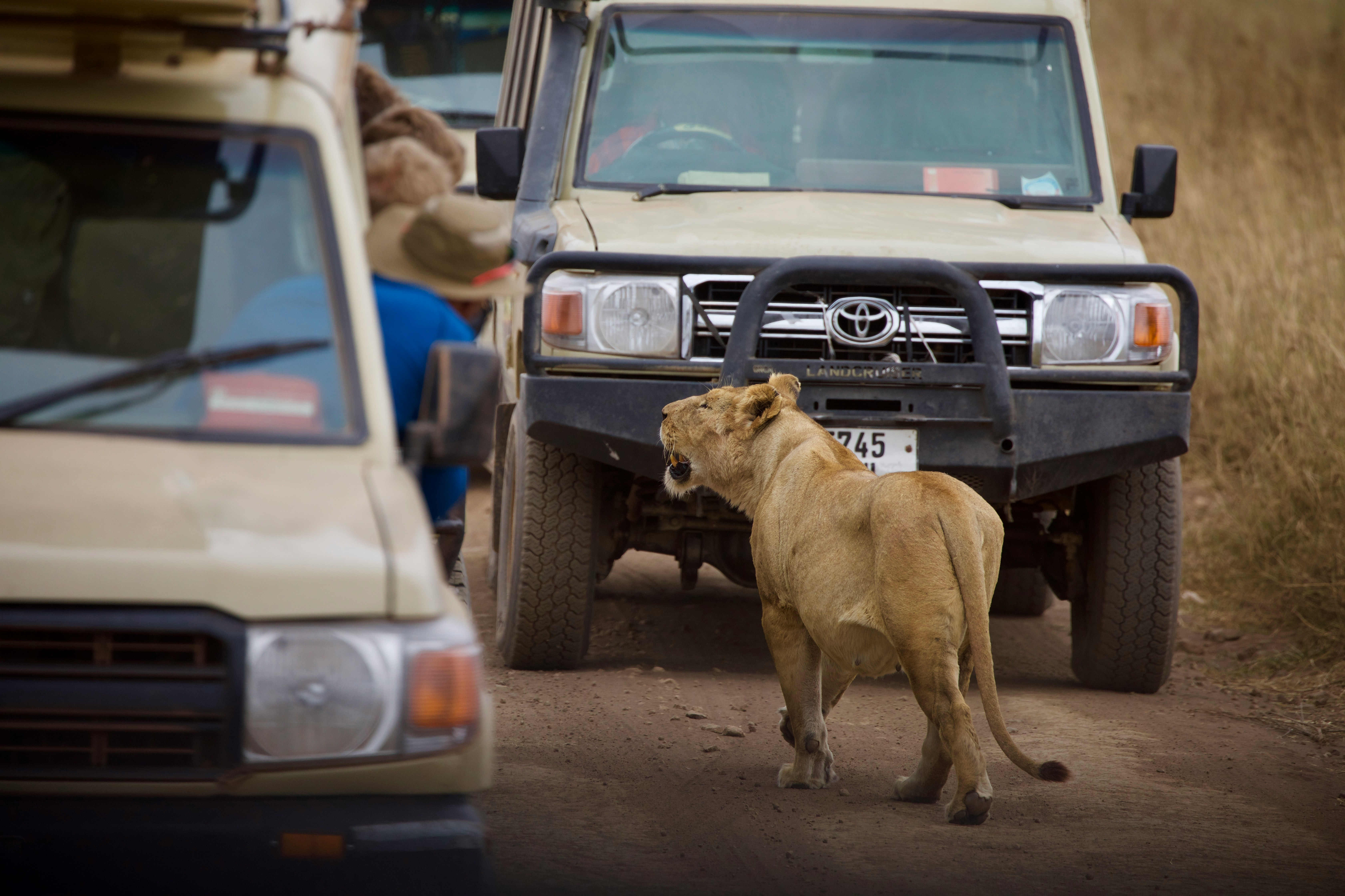 Great Migration Serengeti Safari