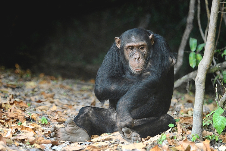 Mikumi National Park