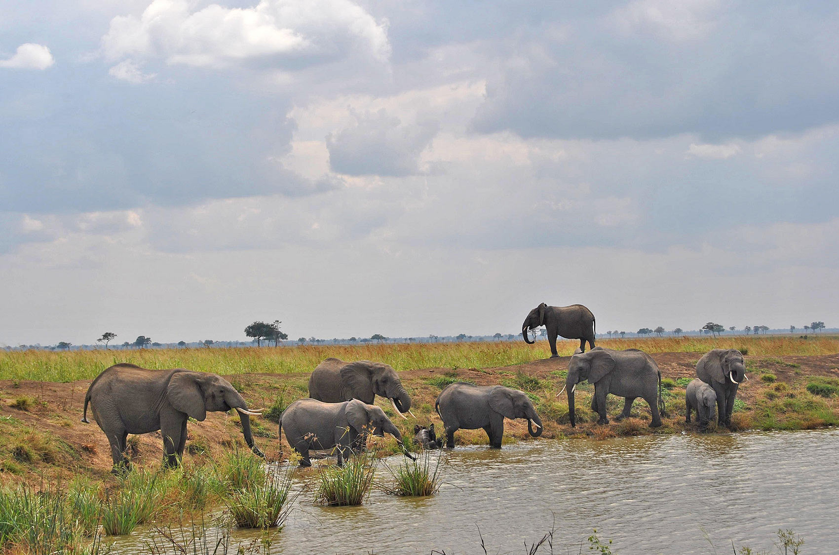 Mikumi National Park