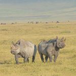 Ngorongoro Crater