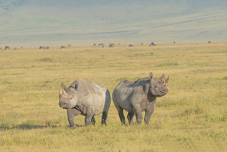 Ngorongoro Crater