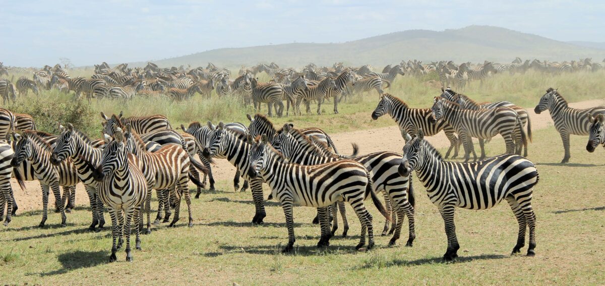 Serengeti Zebras Migration