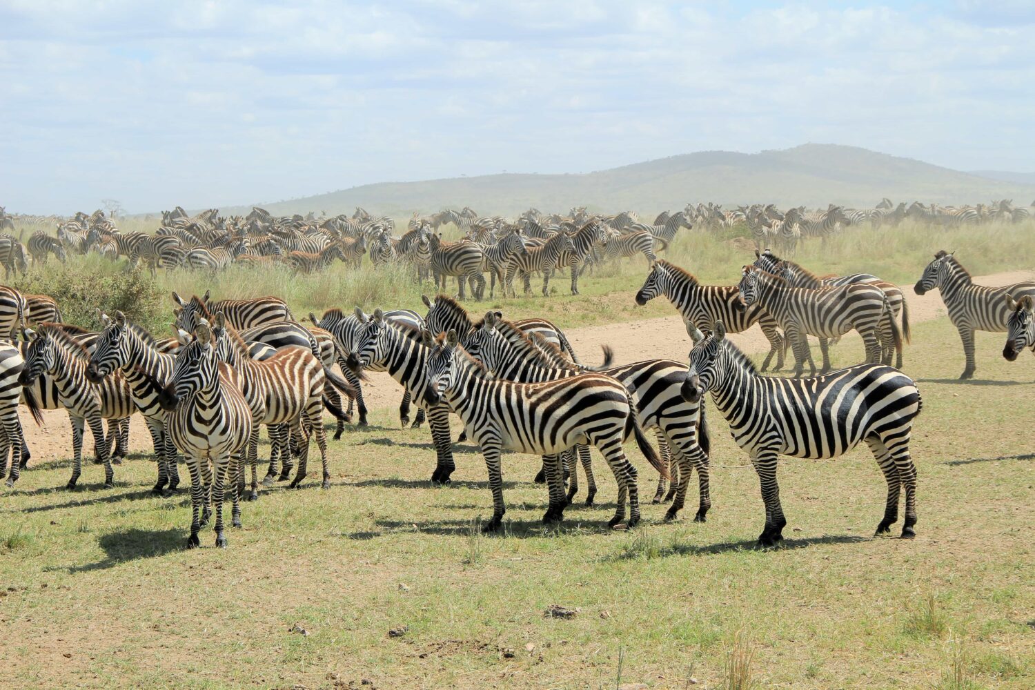 Serengeti Zebras Migration