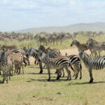 Serengeti Zebras Migration