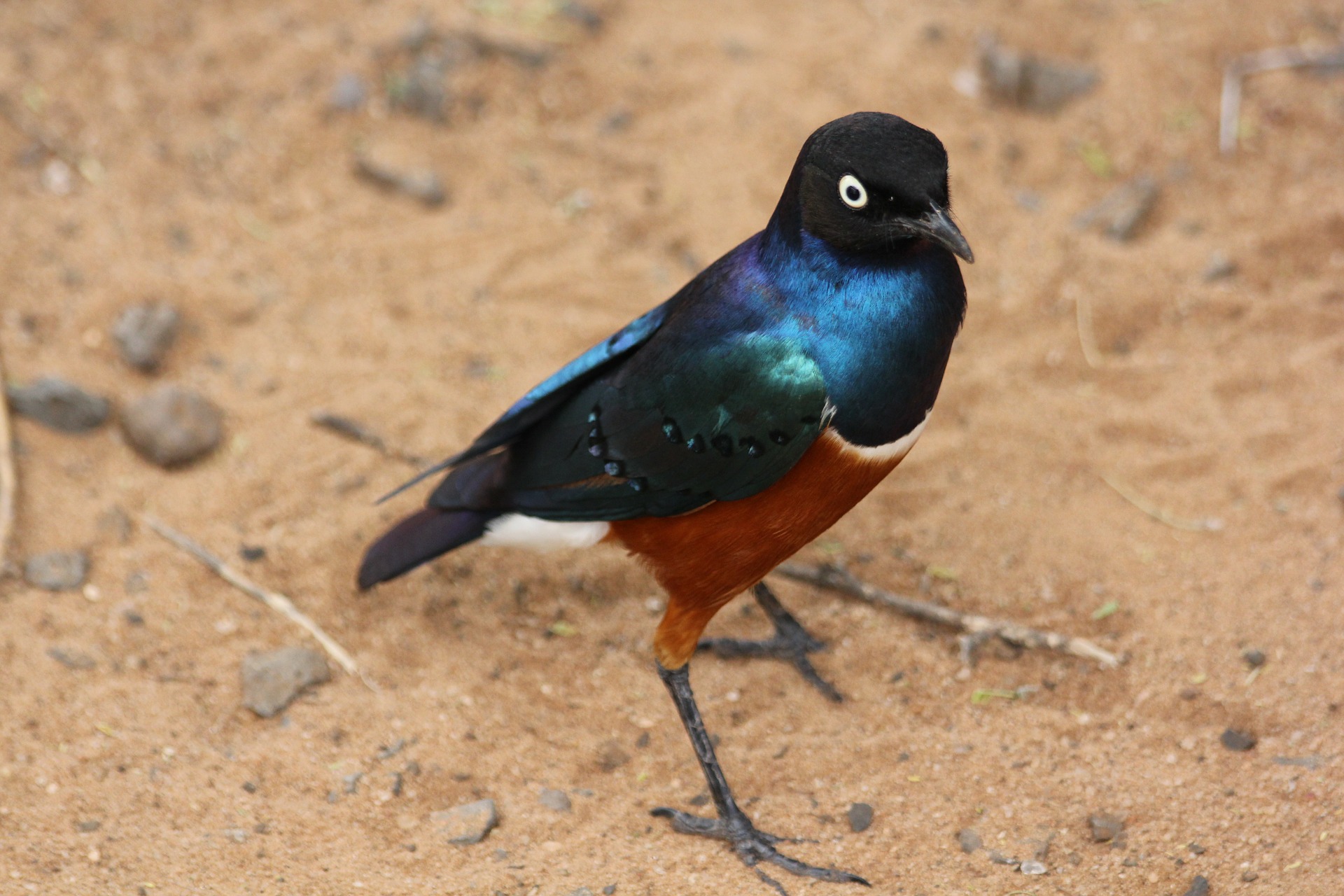 Tarangire National Park