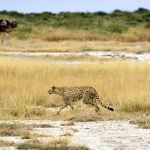 Tarangire National Park