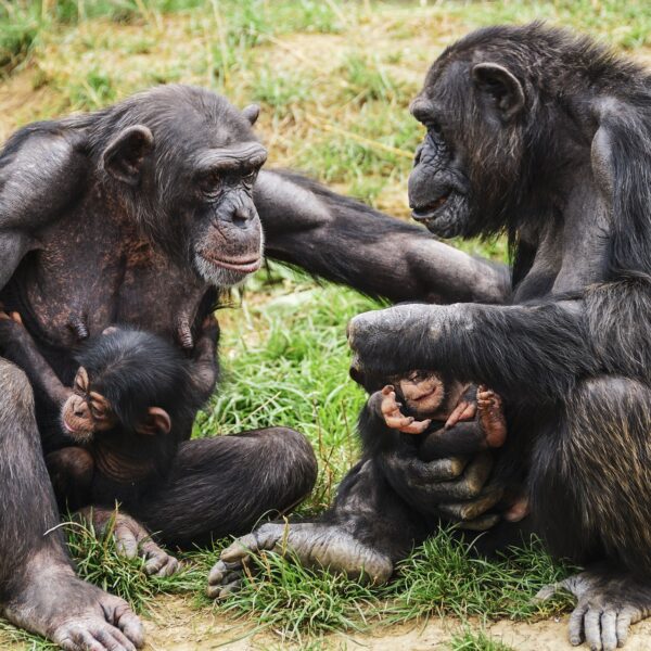chimpanzees tanzania western circuit