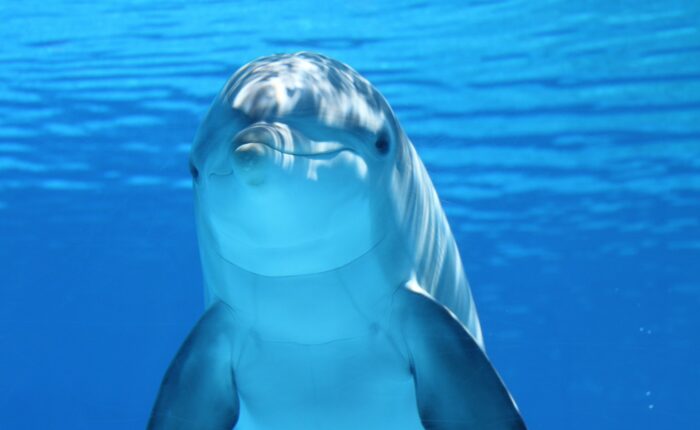 Dolphin Zanzibar