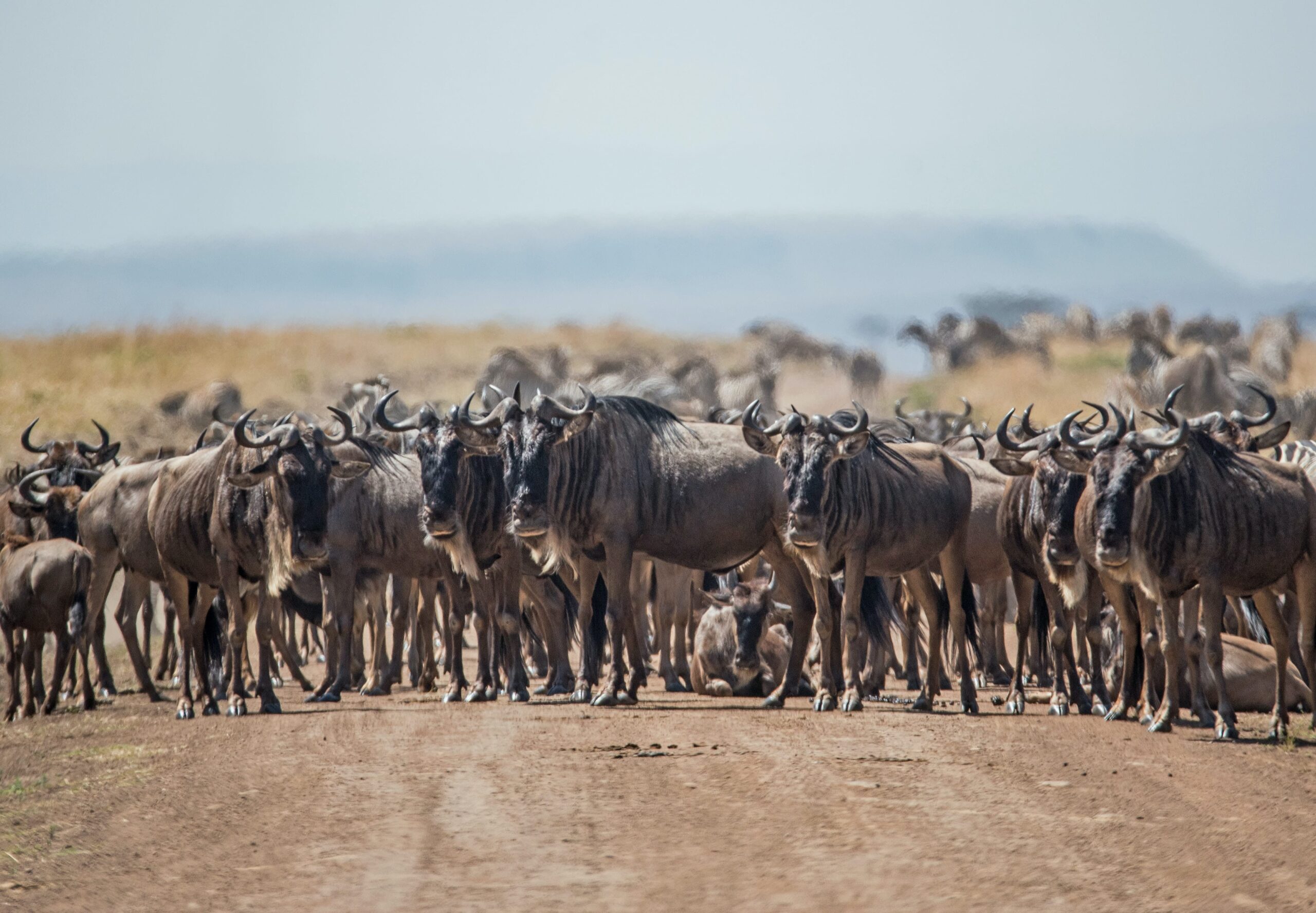 Serengeti National Park – Go Tanzania Safari Ltd.